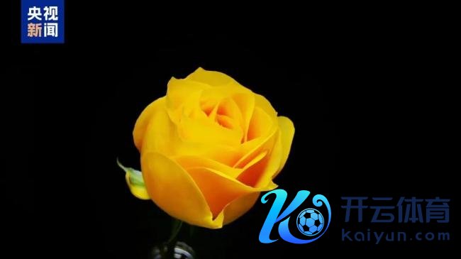 “文秀”月季回家